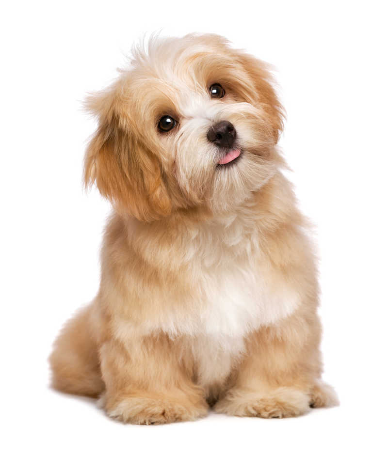 quels sont les 4 animaux preferes de la femme