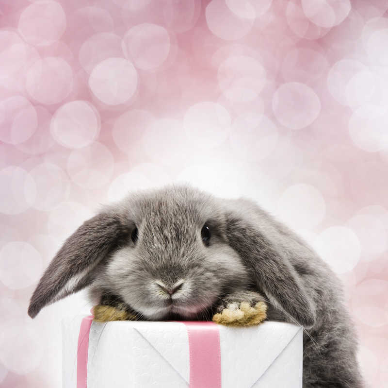 Вибратор-кролик Happy Rabbit Mini, розовый 73135 - Happy Rabbit - Вибраторы-кролики - Купить